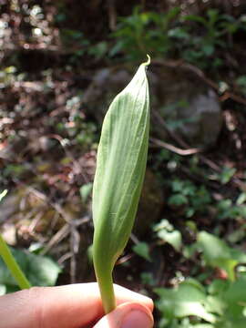 Image of Spathantheum orbignyanum Schott