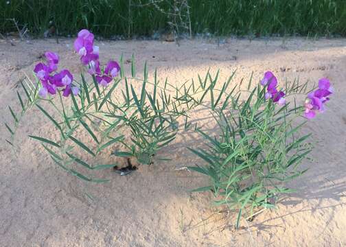 Image of Bonneville pea