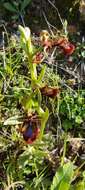 Image of Ophrys speculum subsp. speculum