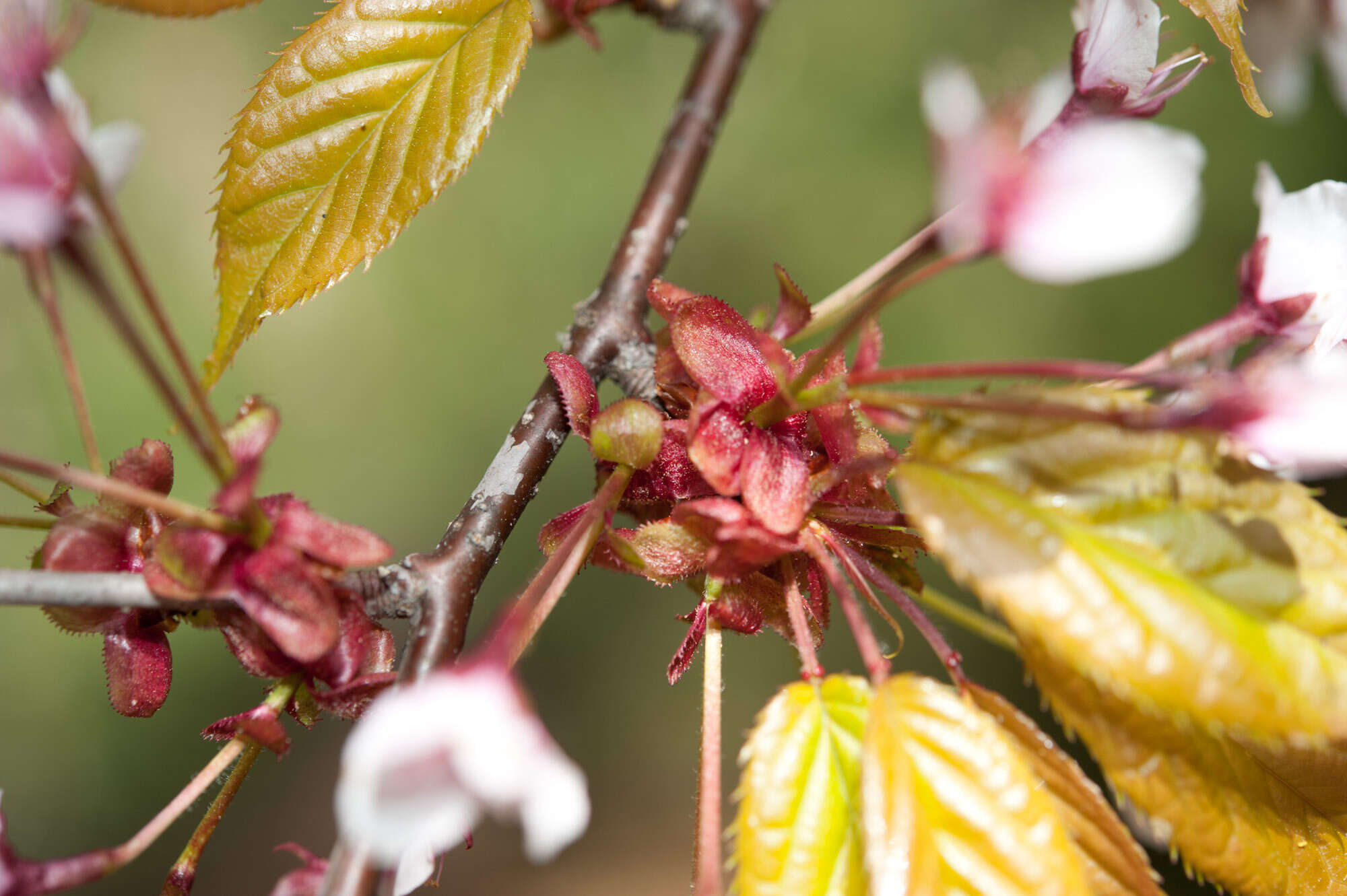 Imagem de Prunus spachiana (Lavallee ex H. Otto) Kitamura