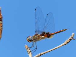 Tramea basilaris (Palisot de Beauvois 1817) resmi