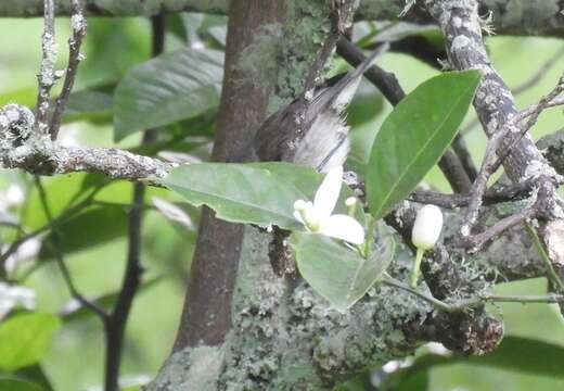 Image of Norfolk Gerygone