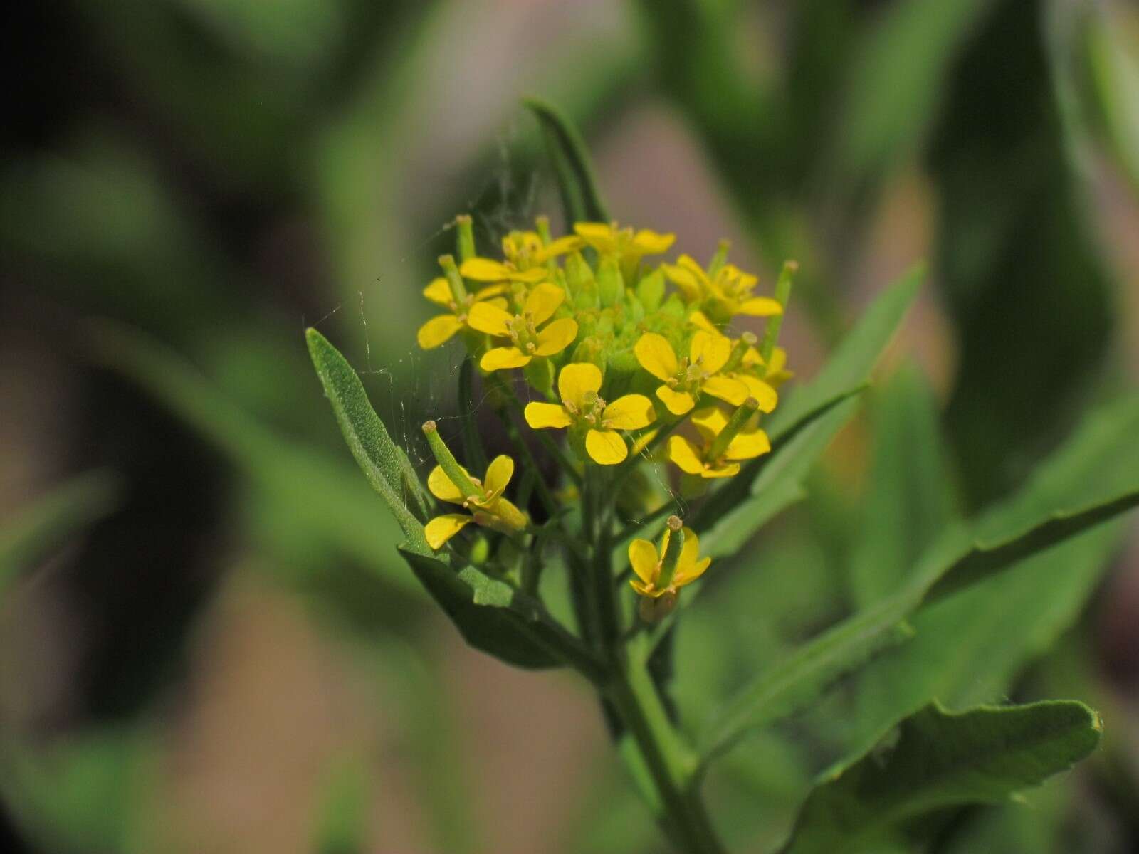 Plancia ëd Erysimum cheiranthoides L.