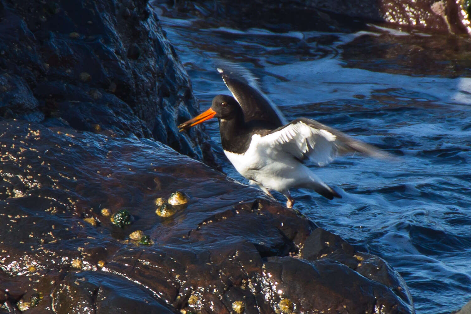 Image of oystercatcher, eurasian oystercatcher