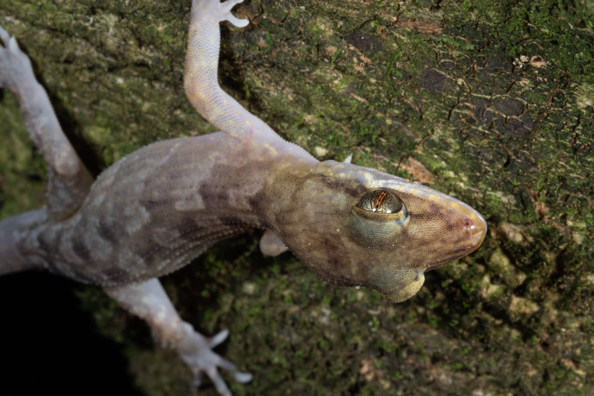 Nactus pelagicus (Girard 1858) resmi