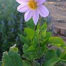 Image of Dahlia cuspidata Saar, P. D. Sørensen & Hjert.