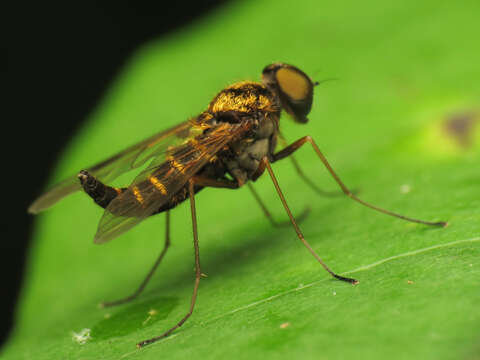 Image of Chrysopilus fasciatus (Say 1823)