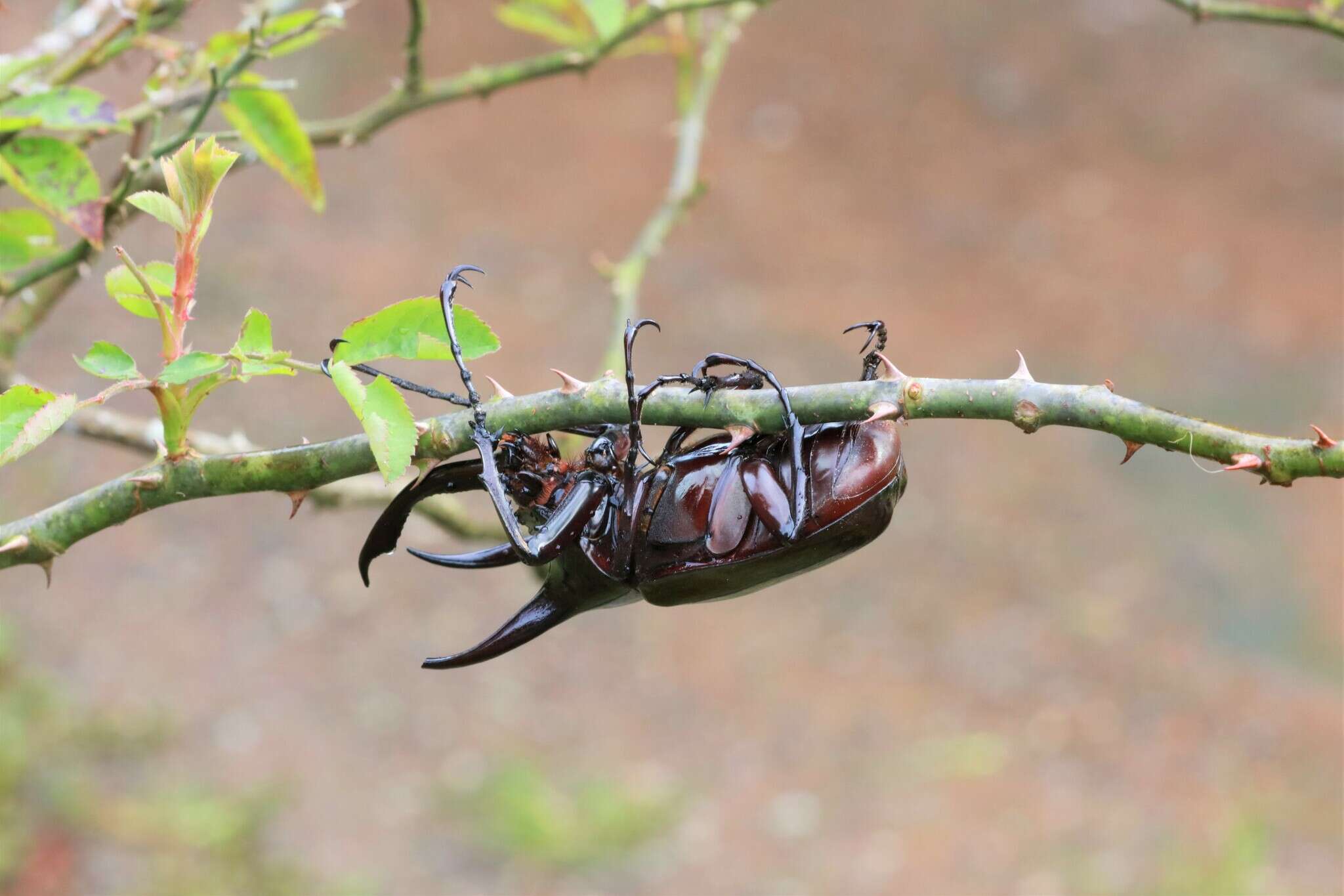 Image of Chalcosoma atlas mantetsu Nagai 2004