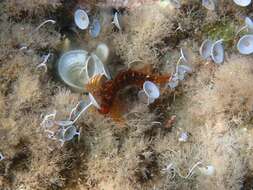 Image of Red Blenny