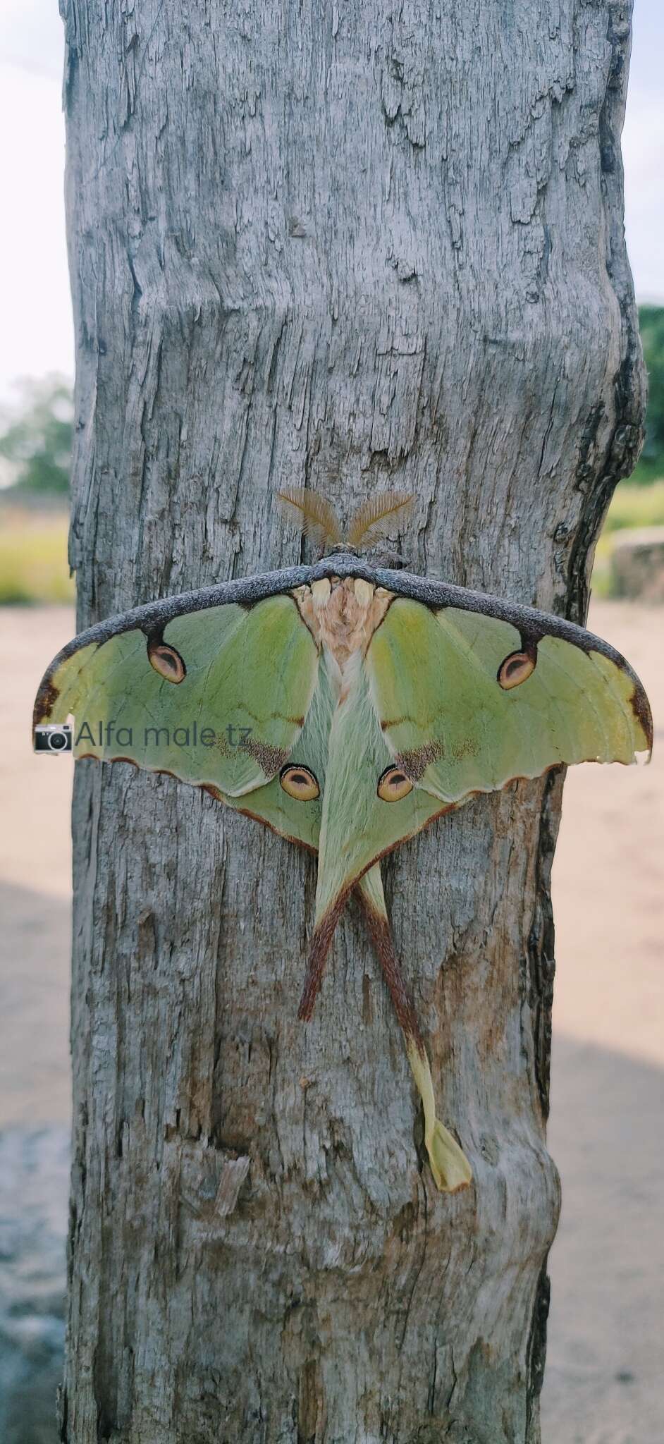 Image of African Luna moth