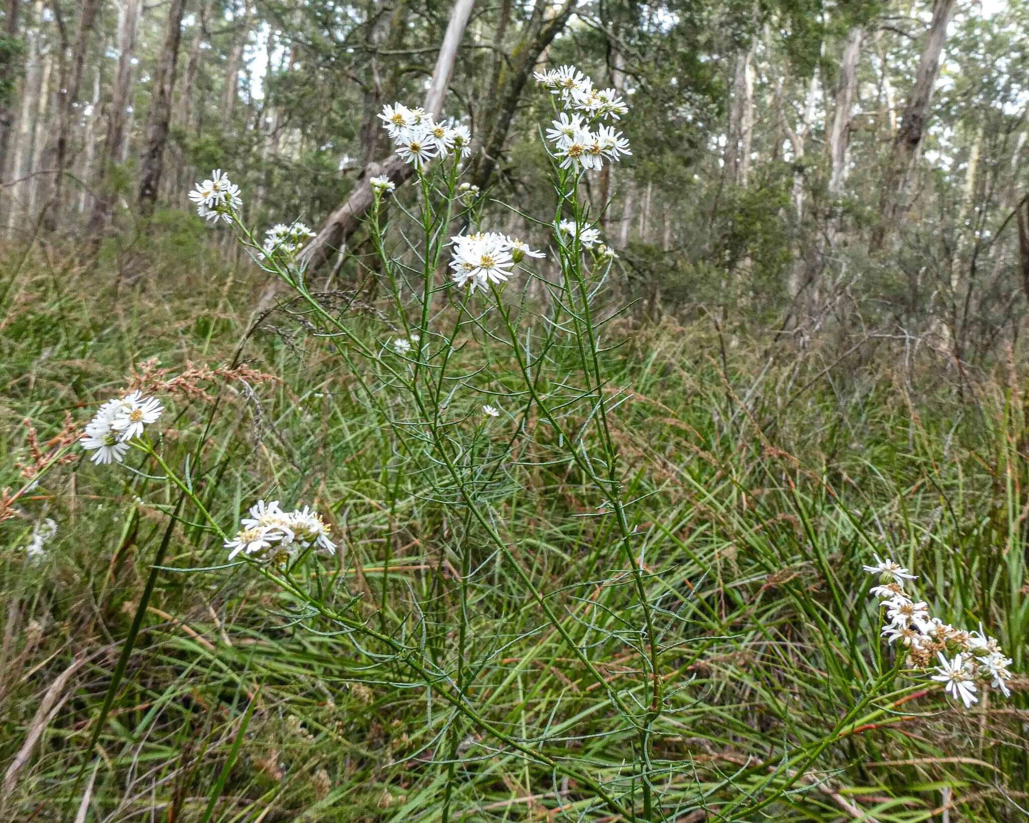 Image of swamp daisy-bush