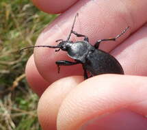 Image of Carabus (Megodontus) caelatus Fabricius 1801