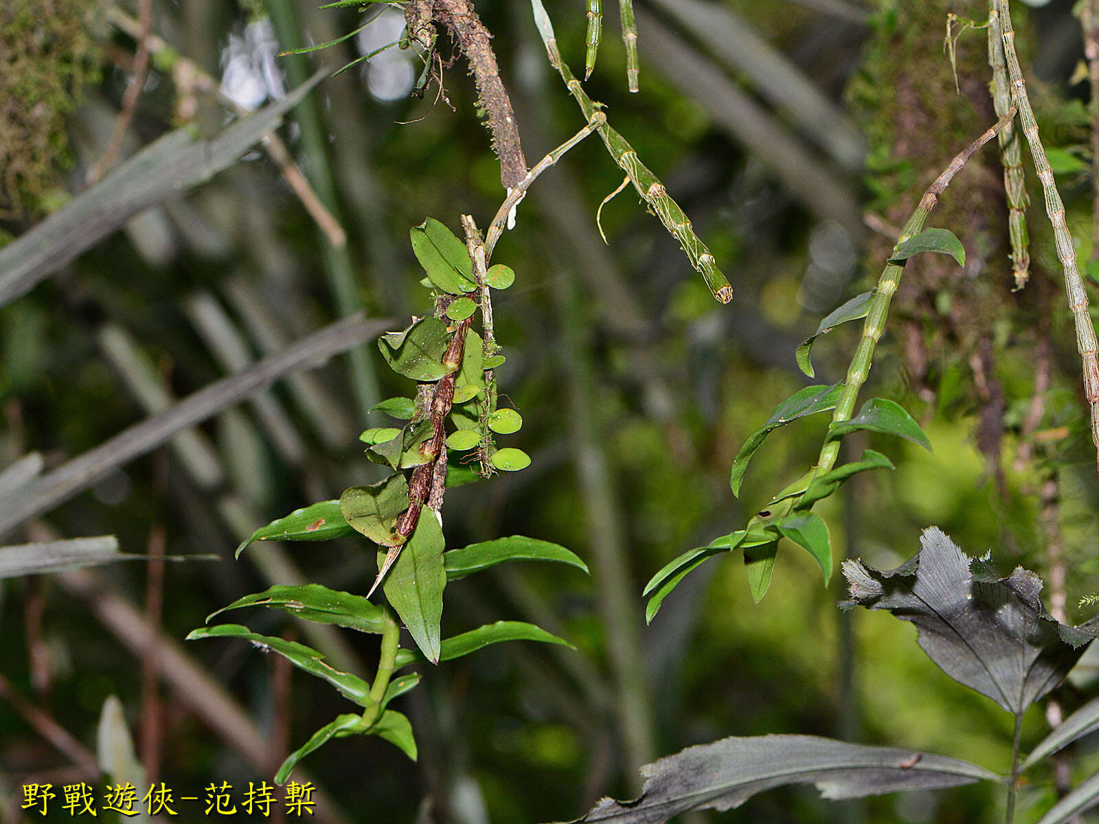 Image of Chameleon Dendrobium