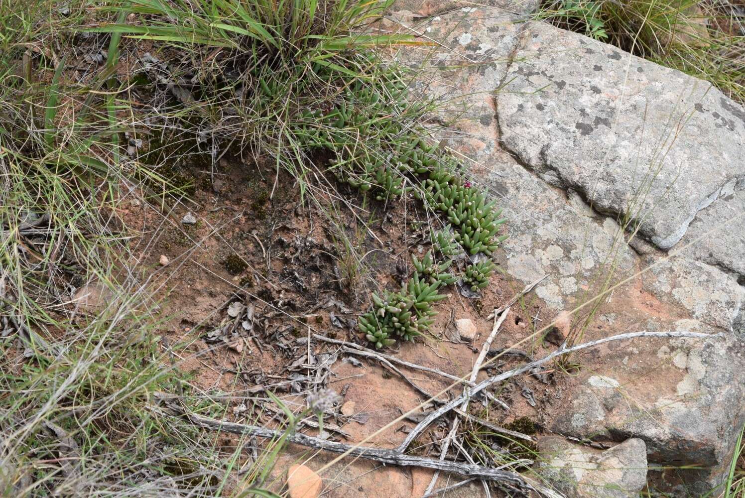 Image of Delosperma obtusum L. Bol.