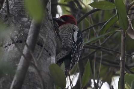 Sphyrapicus ruber daggetti Grinnell 1901的圖片