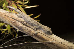 Image of Eastern Spiny-tailed Gecko