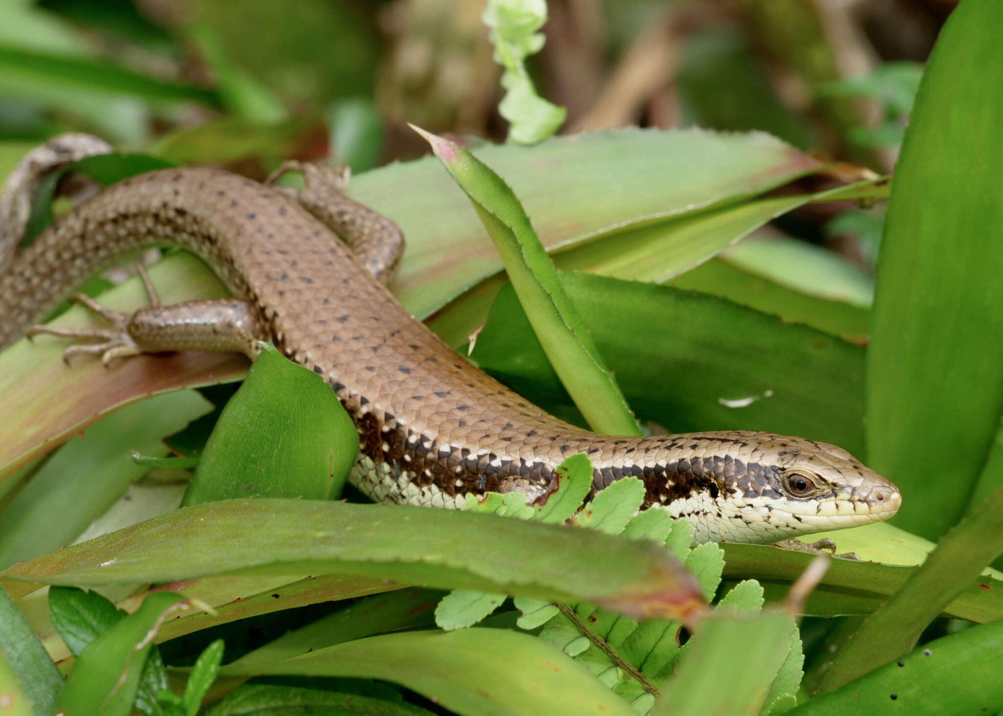 Imagem de Eutropis longicaudata (Hallowell 1857)