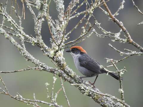 Image of Antioquia Brush-Finch