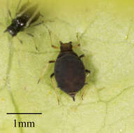 Слика од Aphis (Toxoptera) aurantii aurantii Boyer de Fonscolombe 1841