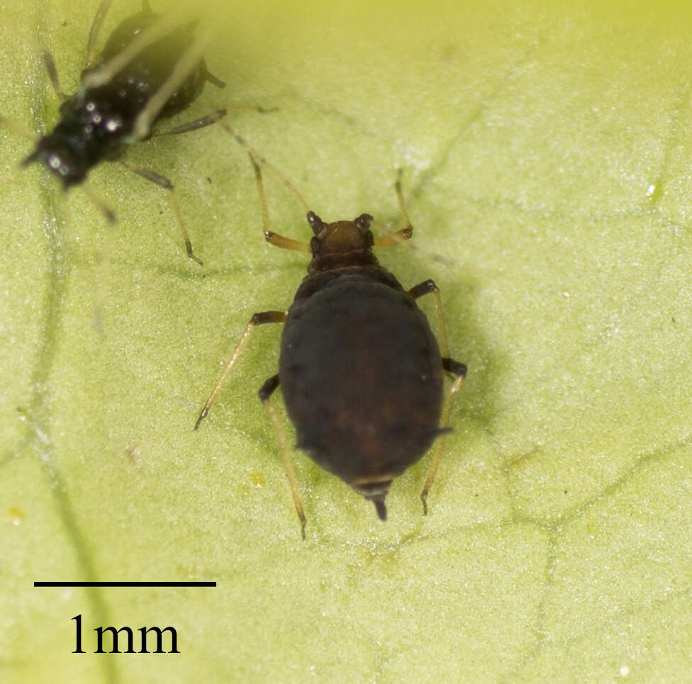 Image of Black citrus aphid