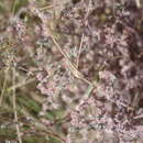 Image of Paronychia microphylla var. arequipensis Chaudhri