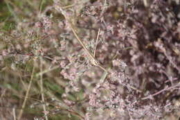 صورة Paronychia microphylla var. arequipensis Chaudhri