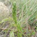 Image of Habenaria galpinii Bolus