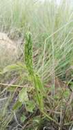 Image of Habenaria galpinii Bolus