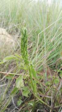 Image de Habenaria galpinii Bolus