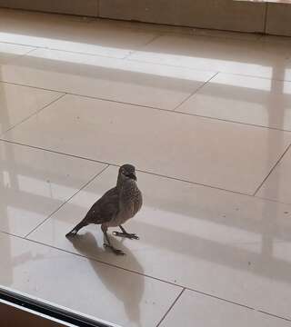 Image of Brown Babbler