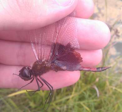 Image of Carolina Saddlebags