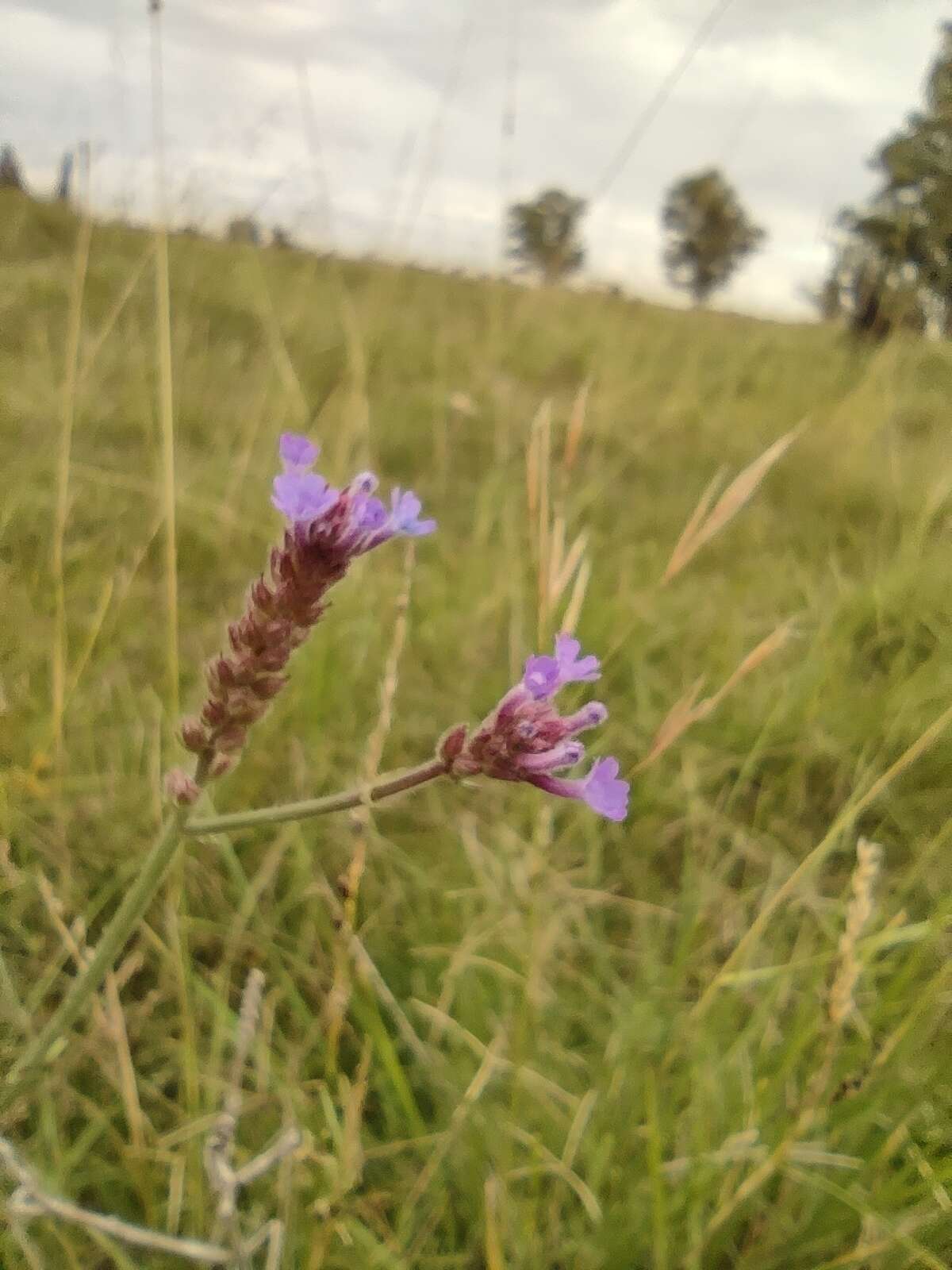 صورة Verbena intermedia Gillies & Hook.