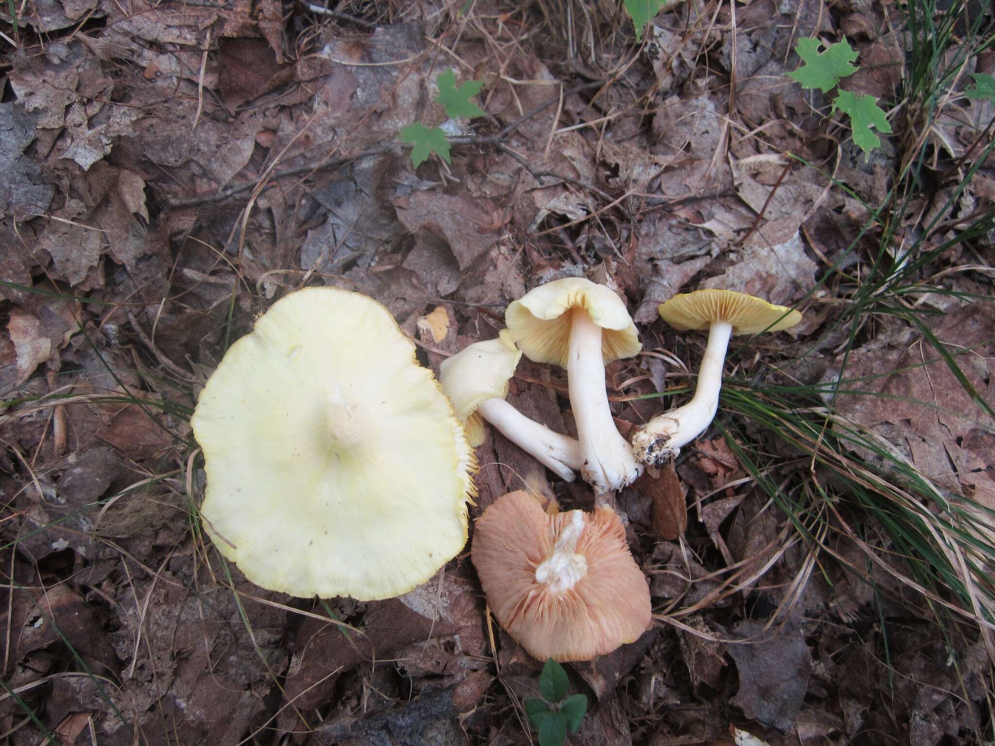 Image of Entoloma luridum Hesler 1967