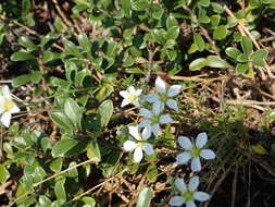 Plancia ëd Mononeuria caroliniana (Walter) Dillenb. & Rabeler