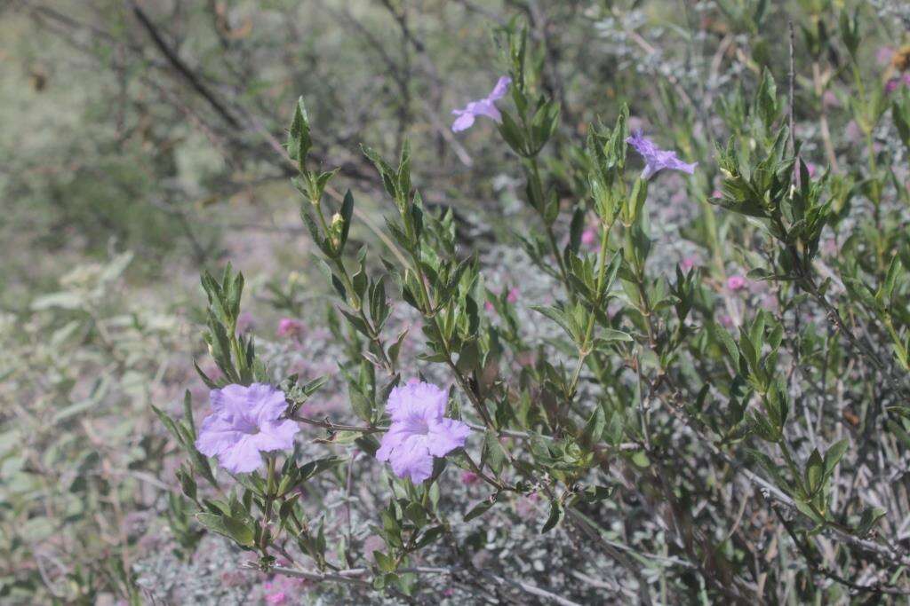 Image of Parry's wild petunia