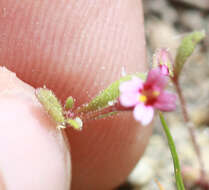 Image of Brewer's Monkey-Flower