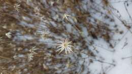 Image of Brickellia nesomii B. L. Turner