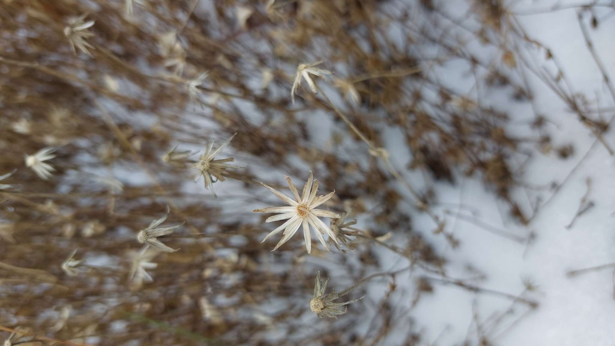 Image of Brickellia nesomii B. L. Turner