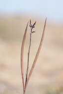 Image de Ceropegia malwanensis (S. R. Yadav & N. P. Singh) Bruyns