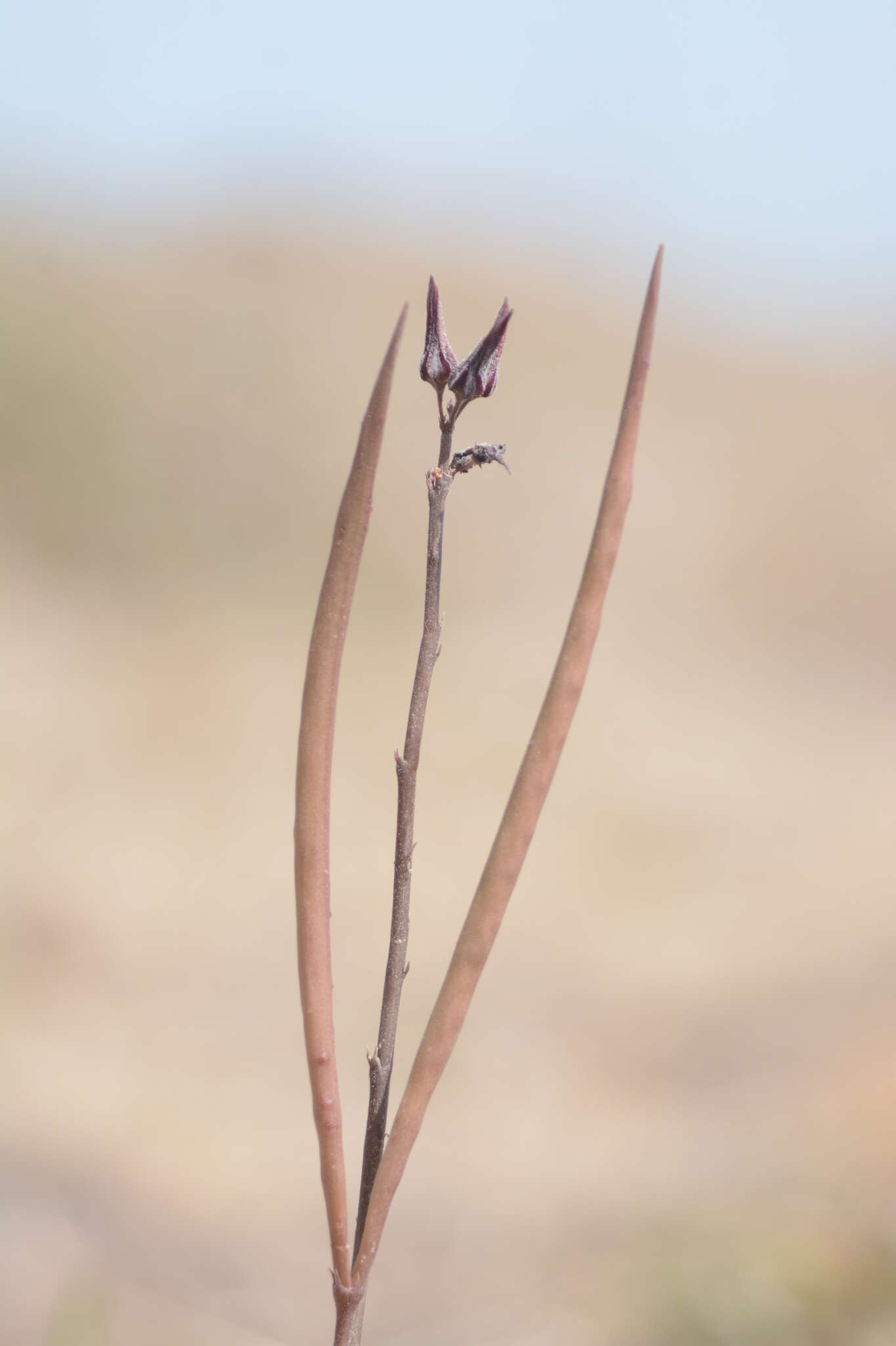 Image de Ceropegia malwanensis (S. R. Yadav & N. P. Singh) Bruyns