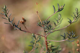 صورة Halimium umbellatum subsp. umbellatum