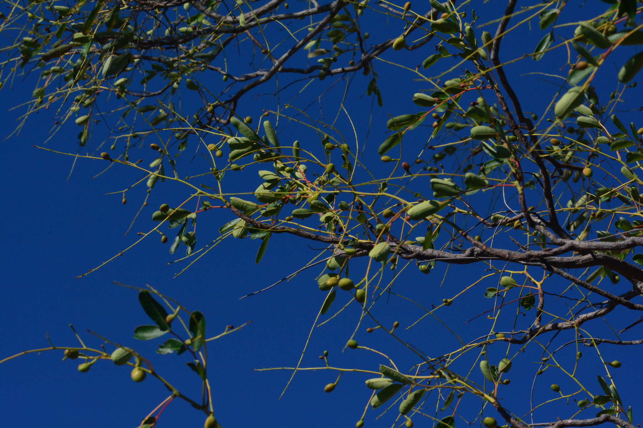 Imagem de Simarouba versicolor A. St.-Hil.