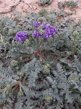 Image of Pope's phacelia