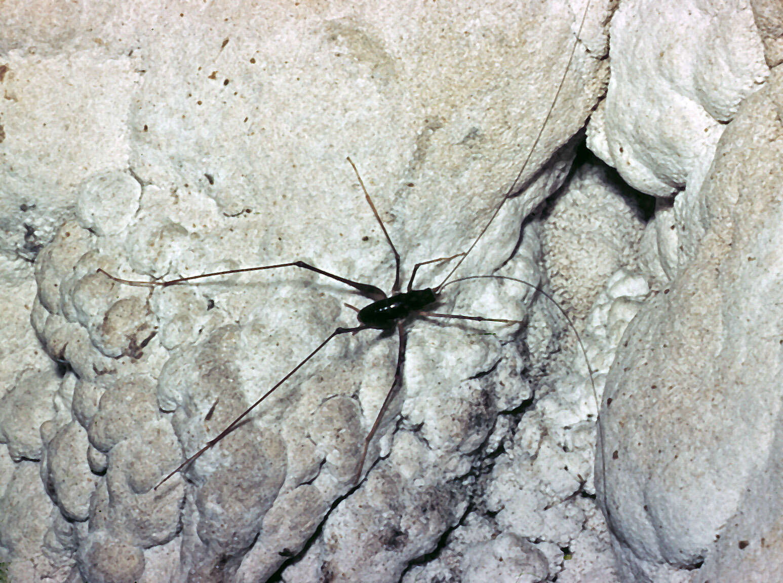 Image of Pachyrhamma waitomoensis Richards & A. M. 1958