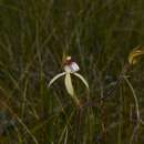 Image of Caladenia uliginosa A. S. George