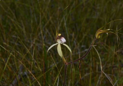 Image of Caladenia uliginosa A. S. George