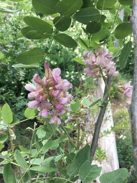 Robinia neomexicana A. Gray resmi