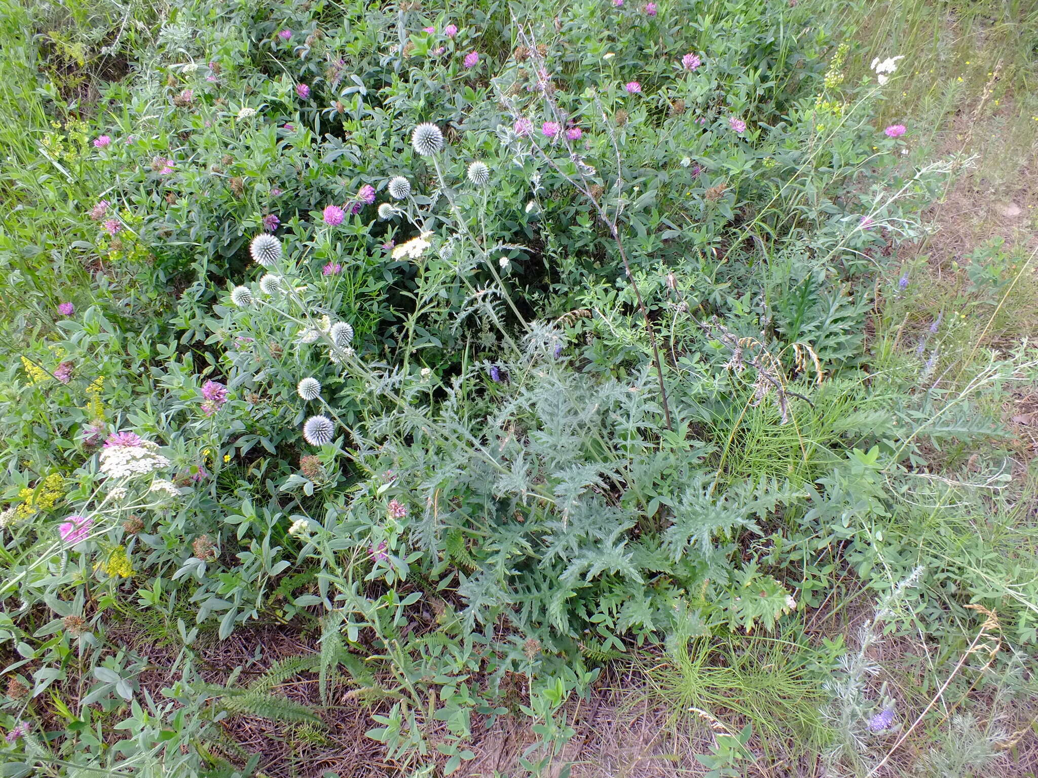 Imagem de Echinops tataricus