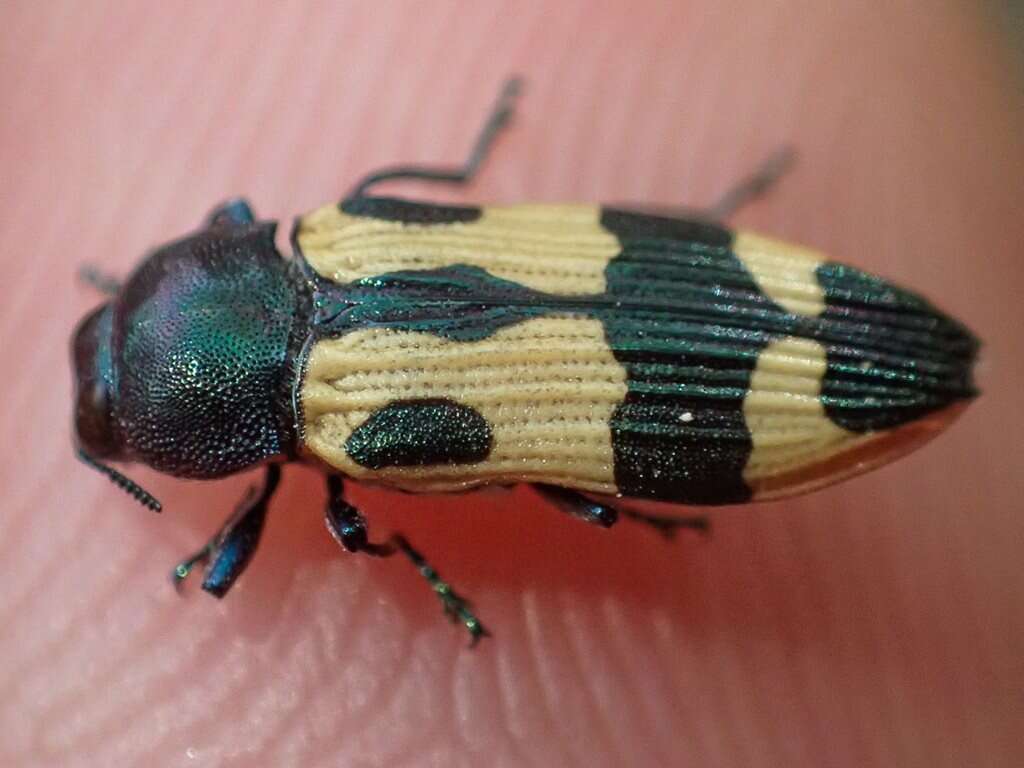 Image of Castiarina interstitialis (Carter 1931)