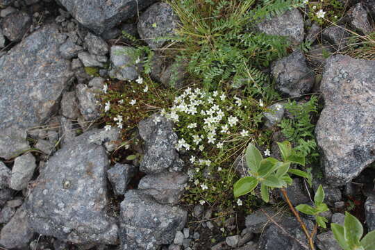 Plancia ëd Arenaria pseudofrigida (Ostenfeld & Dahl) Schischkin & Knorring